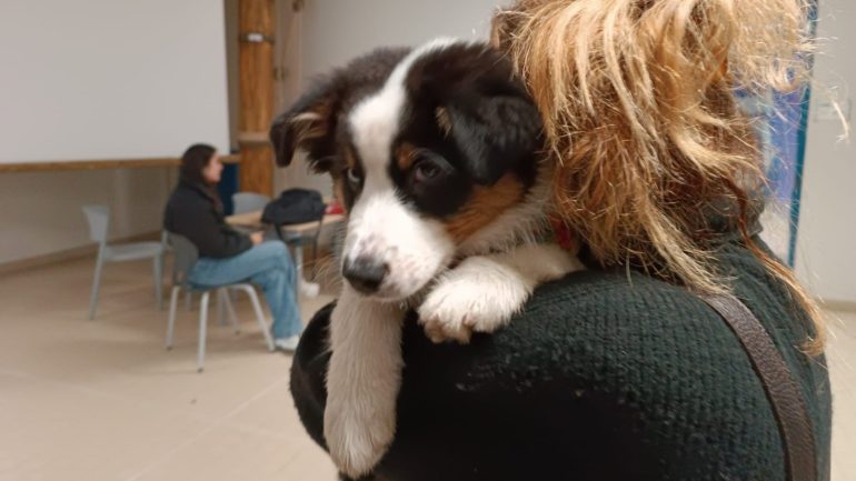 Nina, il cucciolo di una professoressa, ha trascorso una mattinata giocosa e affettuosa al liceo Marco Polo, diventando la mascotte dell'istituto.