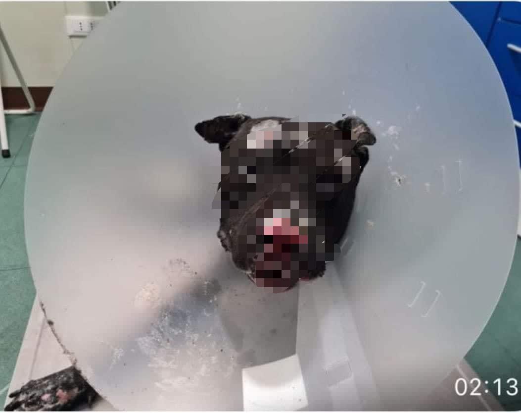 cane bruciato vivo (risorsa del web)