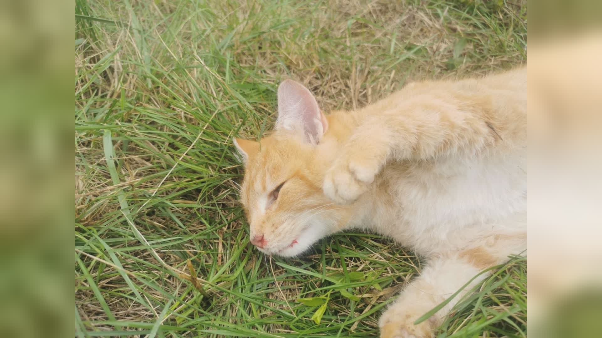 gatto (risorsa del web)