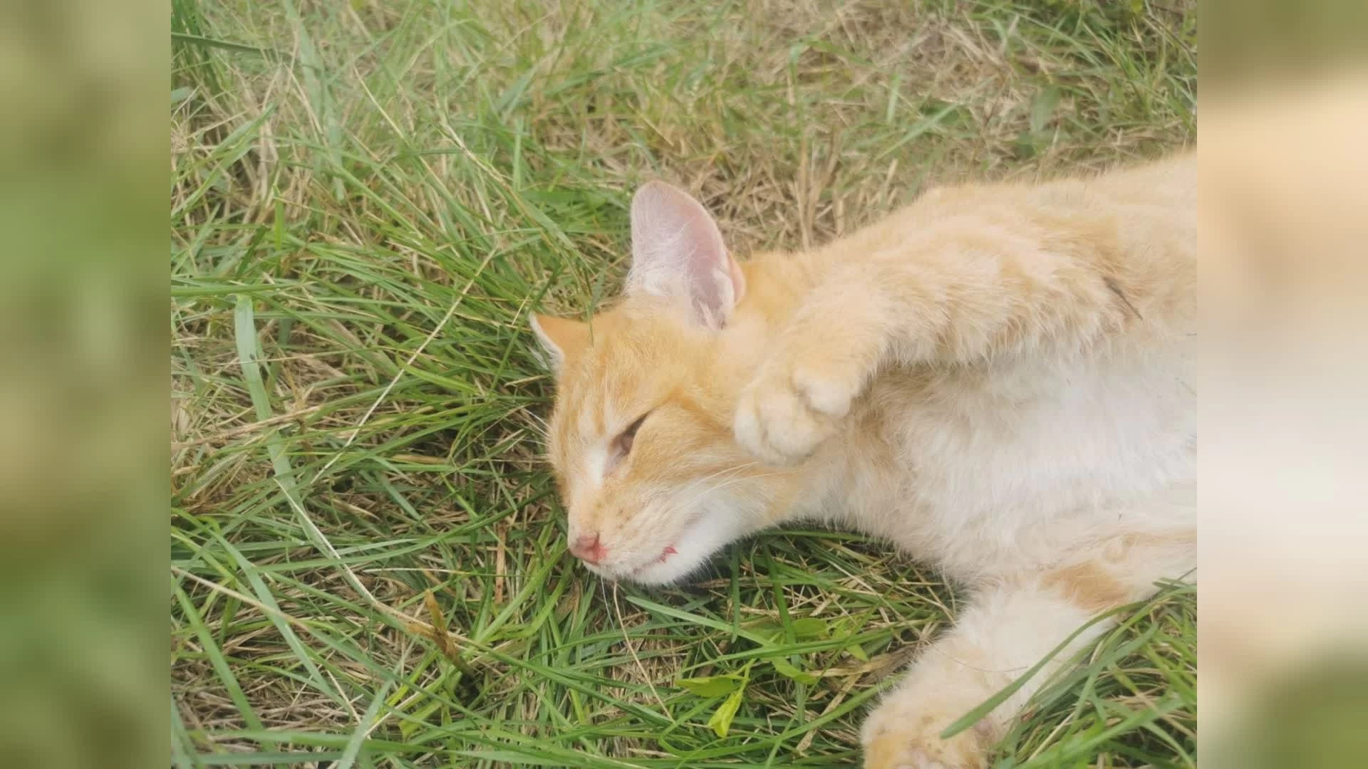gatto (risorsa del web)