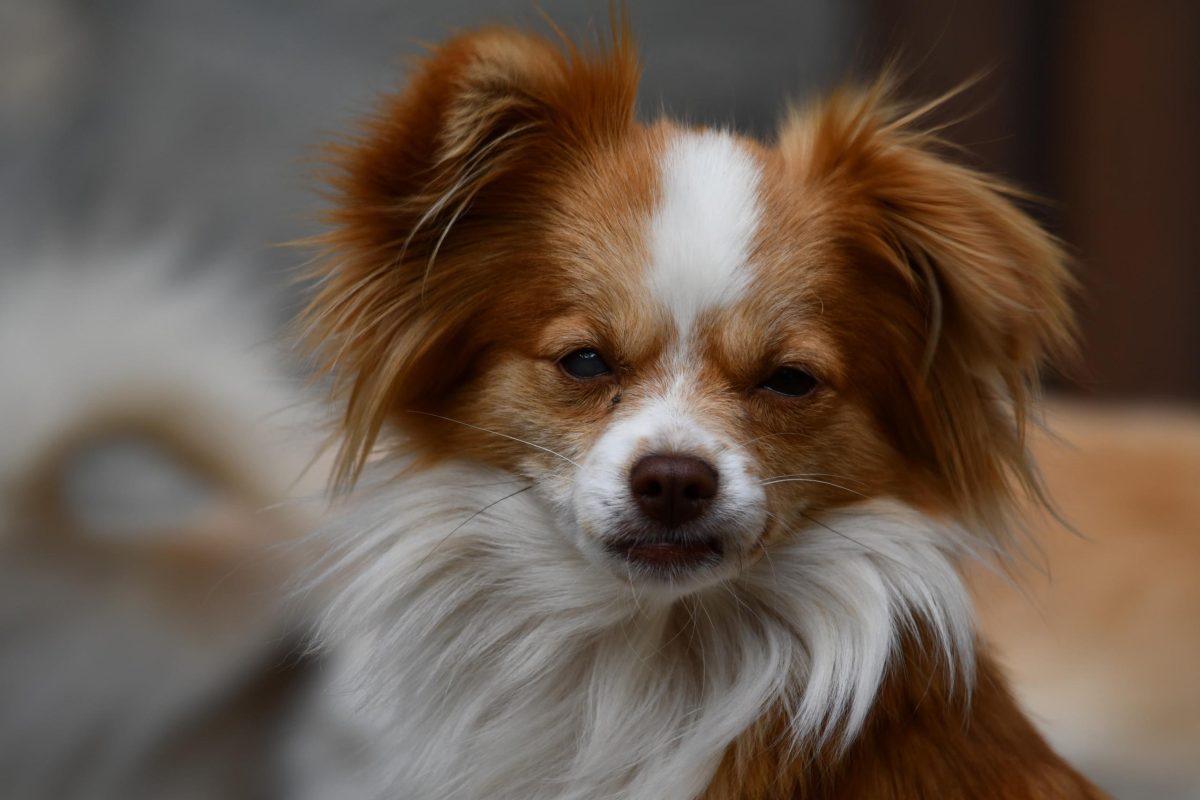 laika (risorsa del web)