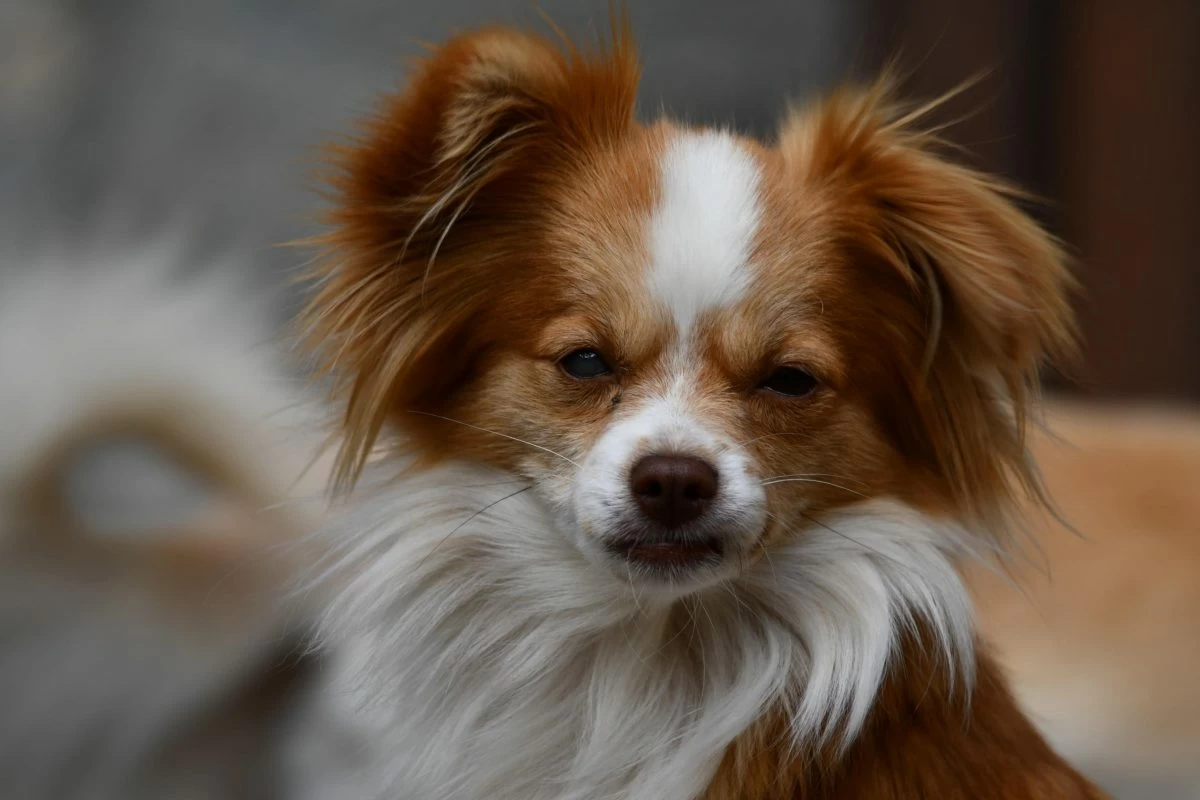laika (risorsa del web)