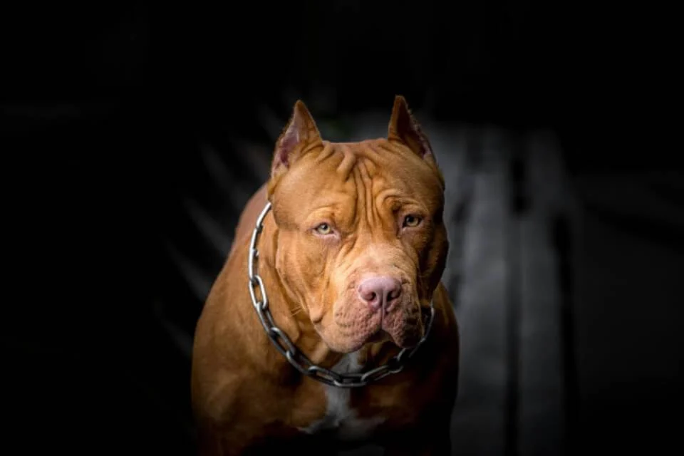 pitbull