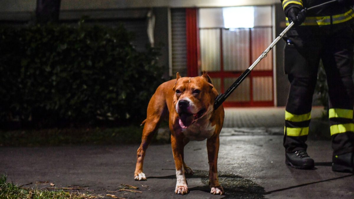 Una bambina di 4 anni è stata gravemente ferita da un pitbull di famiglia a San Cataldo, necessitando di un intervento chirurgico e oltre 30 punti di sutura.