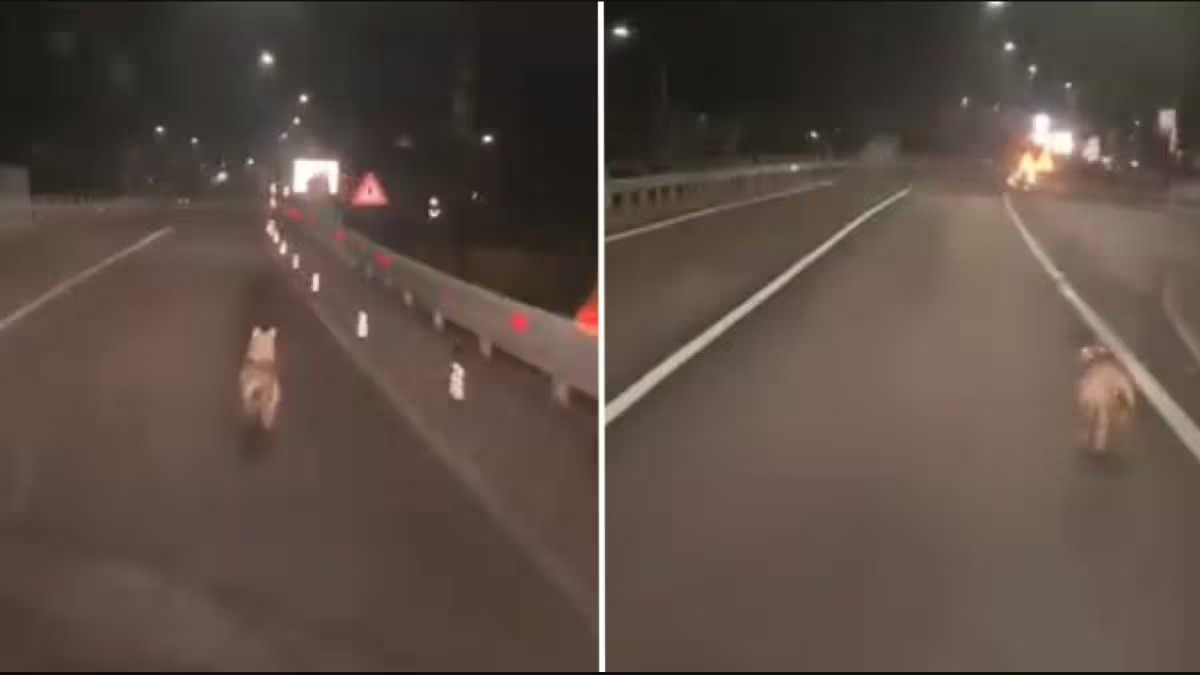 Un episodio di crudeltà e pericolo si è verificato a Volano, dove un individuo ha inseguito un lupo con l'auto, documentando il tutto e condividendolo sui social. L'atto ha suscitato indignazione e richieste di intervento legale, evidenziando l'importanza della protezione degli animali e della sicurezza pubblica.