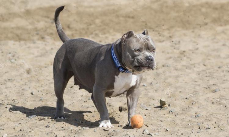 Puglia, pitbull aggredisce una bambina di 7 anni, la mamma si lancia dal balcone e riesce a metterla in salvo