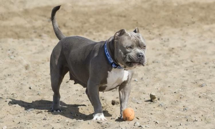 pitbull (risorsa del web)