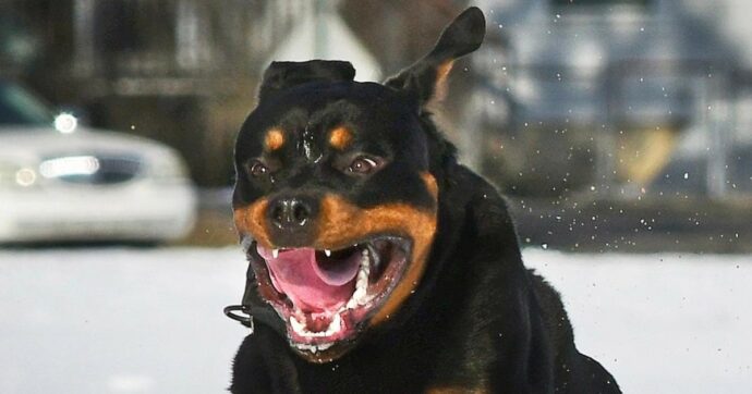 Rottweiler aggredisce 32enne, per lui necessari 300 punti di sutura: il cane è della fidanzata