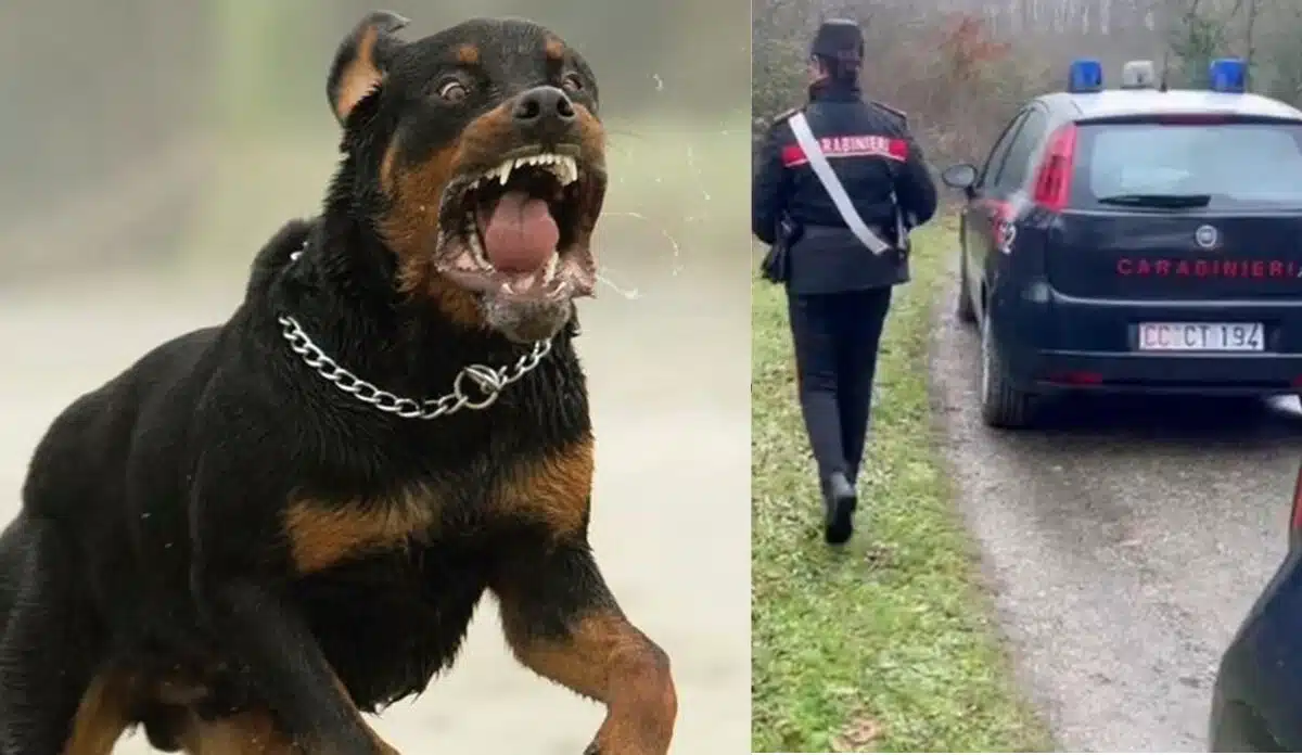 Bambino di 5 anni aggredito da rottweiler: ricoverato in gravi condizioni