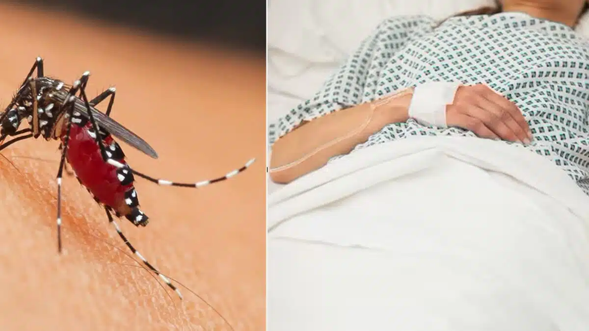 Venezia, zanzara punge una donna di 45 anni e la infetta del Virus del West Nile: muore dopo tre mesi di sofferenze