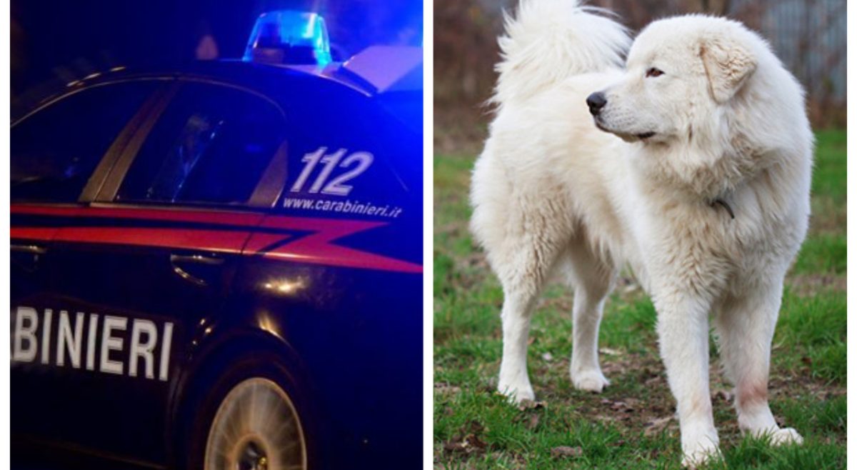 Una tragica fine per Gianna Canova a Mercatino Conca, sconvolge la comunità locale dopo un attacco fatale del proprio cane.