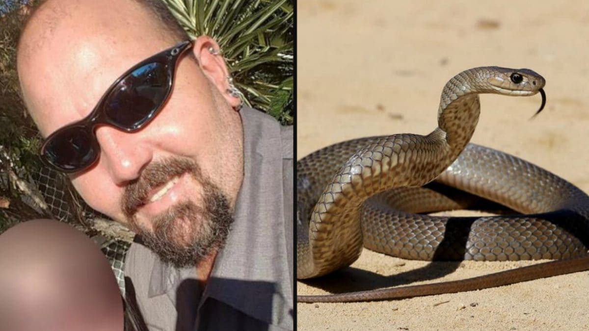 Tragedia in Australia: uomo muore dopo il morso di un serpente velenoso