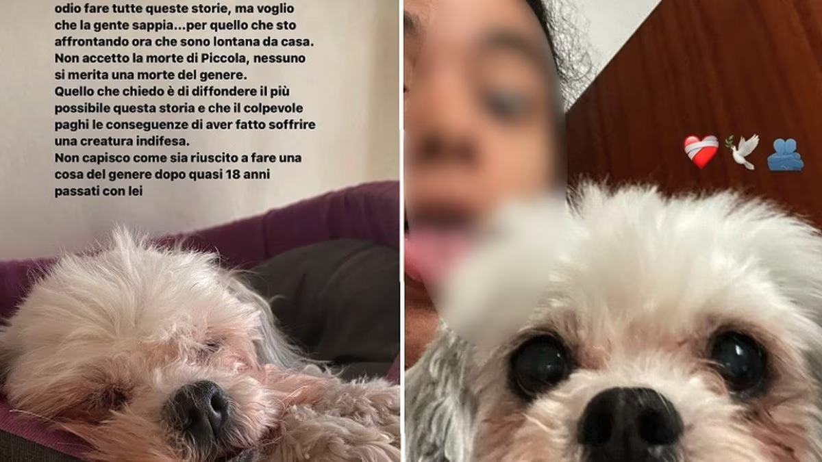 Cagnolina malata muore dopo essere stata lanciata da un’auto. Ragazzina accusa il padre: “E’ lui il colpevole!”