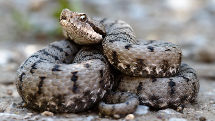 Donna morsa da una vipera durante una seduta di yoga all’aperto finisce in terapia intensiva, è gravissima