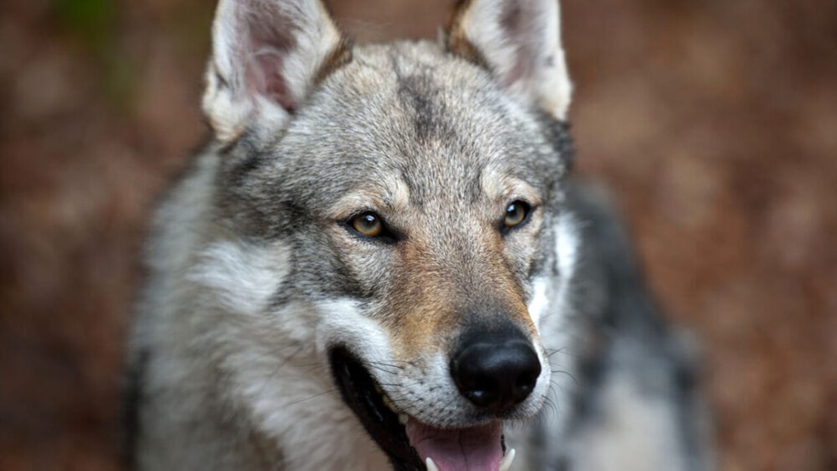 Bari, ritroviamo la cagnolina smarrita all’interno del Policlinico