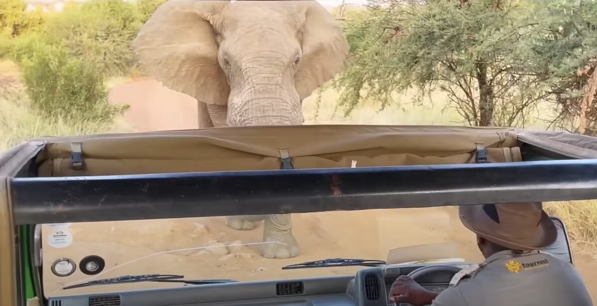 Parco Nazionale di Kafue: turista uccisa da un elefante durante un safari, il video diventa virale