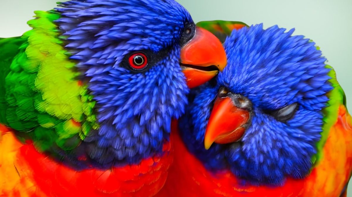 pappagalli
