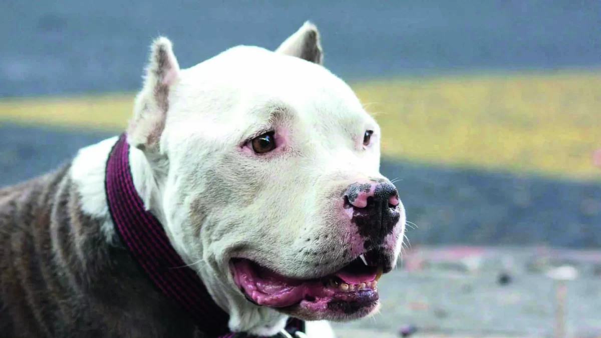 Cane corso e pitbull si attaccano: i proprietari intervenendo per dividerli ma vengono azzannati