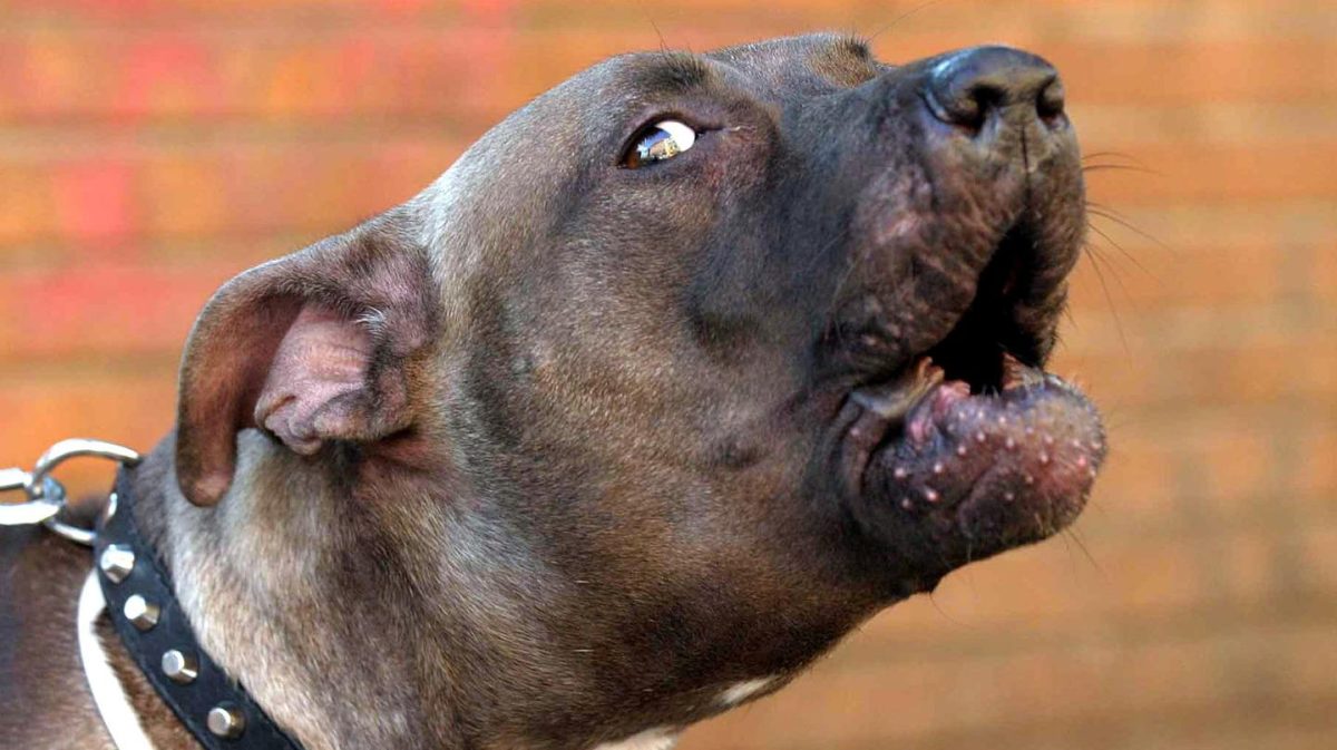 Eboli, dramma familiare: bambino perde la vita attaccato da due cani di razza pitbull, la madre ferita nell'incidente.