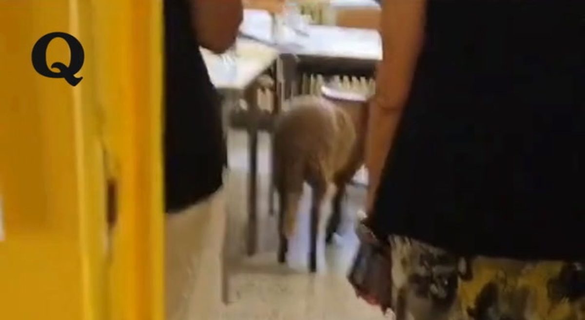 Dal pascolo alle urne: una pecora al seggio elettorale di Lecce