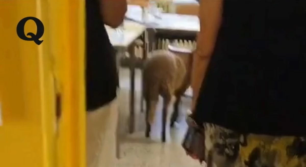 Dal pascolo alle urne: una pecora al seggio elettorale di Lecce