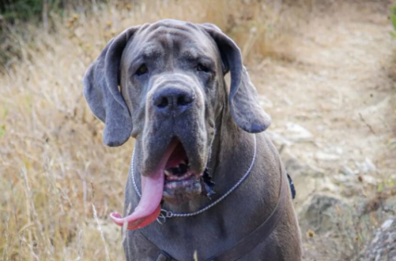 Il dramma della solitudine degli anziani: salvato grazie al suo cane
