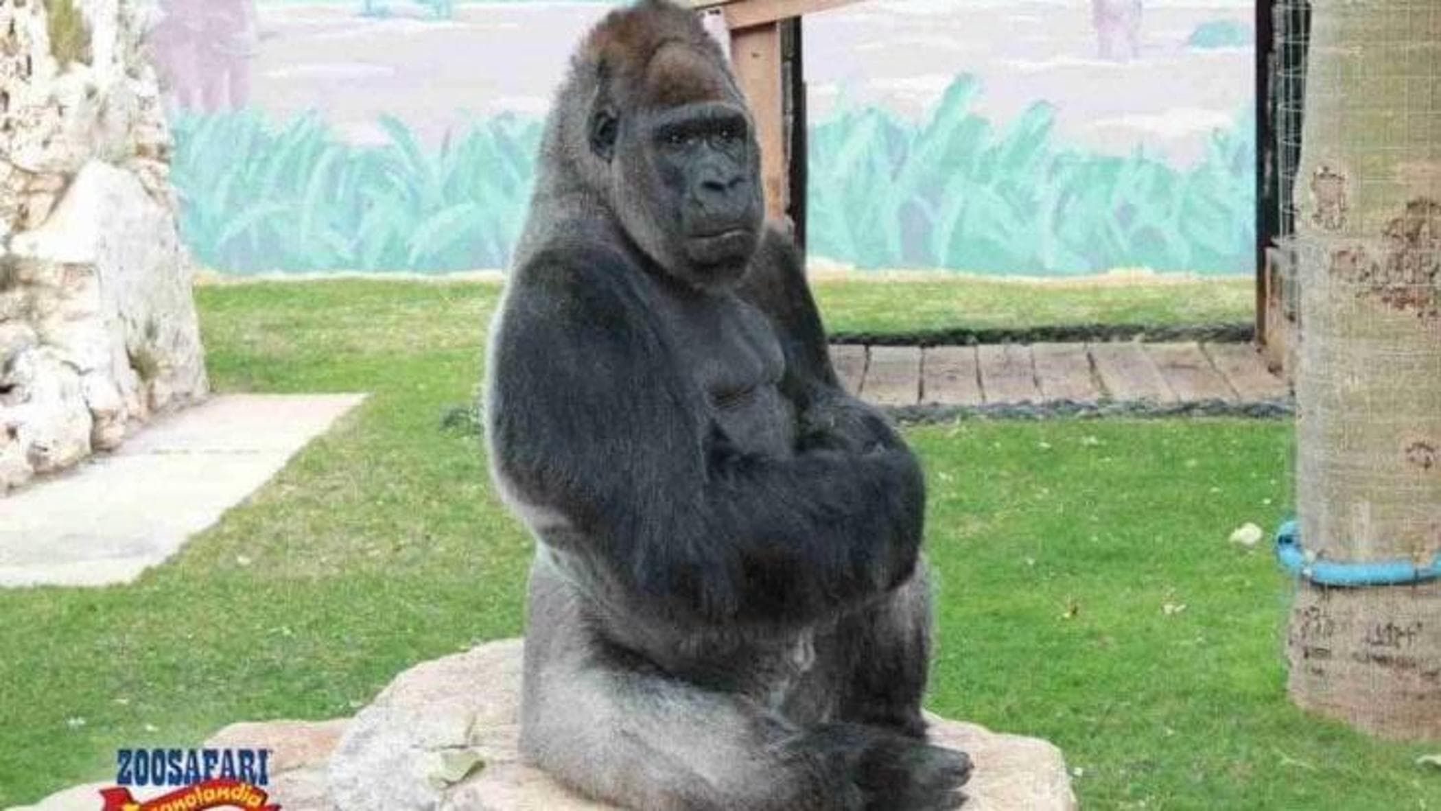 La morte del gorilla Riù ha scosso molti appassionati di animali e frequentatori dello Zoosafari di Fasano.