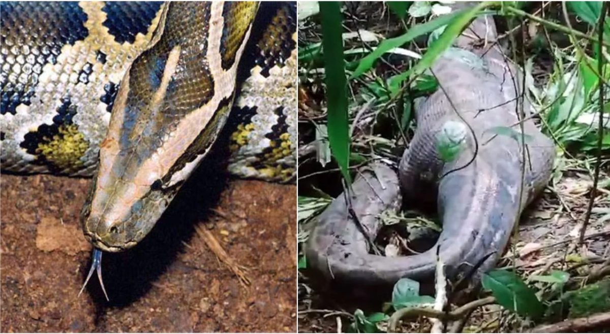Una donna di 36 anni è stata trovata nel ventre di un pitone in Indonesia, il secondo caso in un mese. Il marito ha scoperto i resti durante le ricerche.