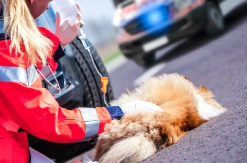 Puglia, lancia un cagnolino da una scalina, poi fugge portando con se il corpo senza vita del cane