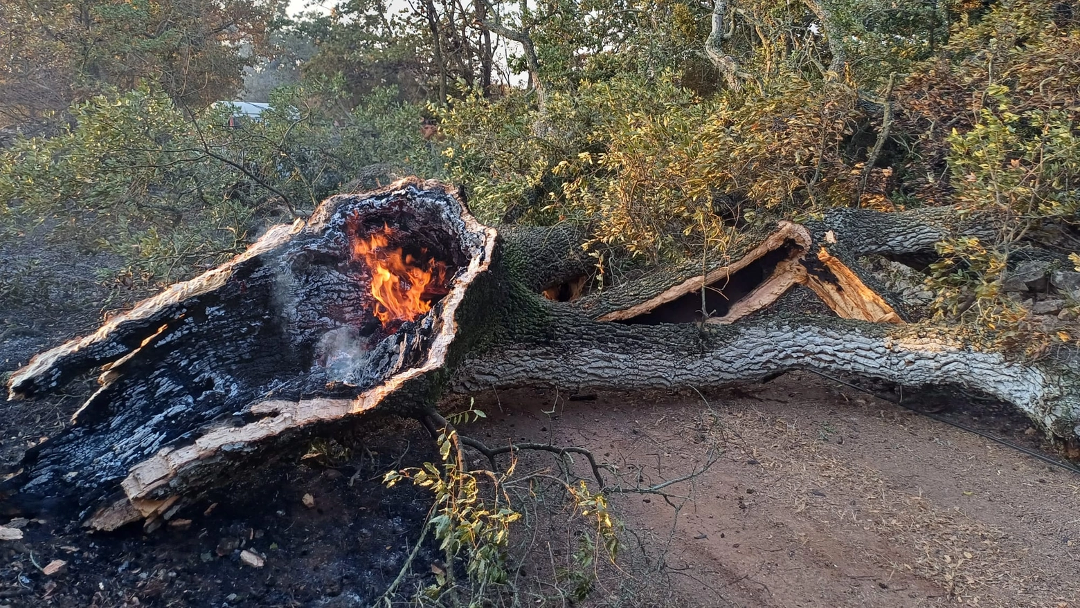 Un operaio dell'Arif perde la vita durante le operazioni di bonifica dopo un incendio tra Ceglie Messapica e Ostuni.