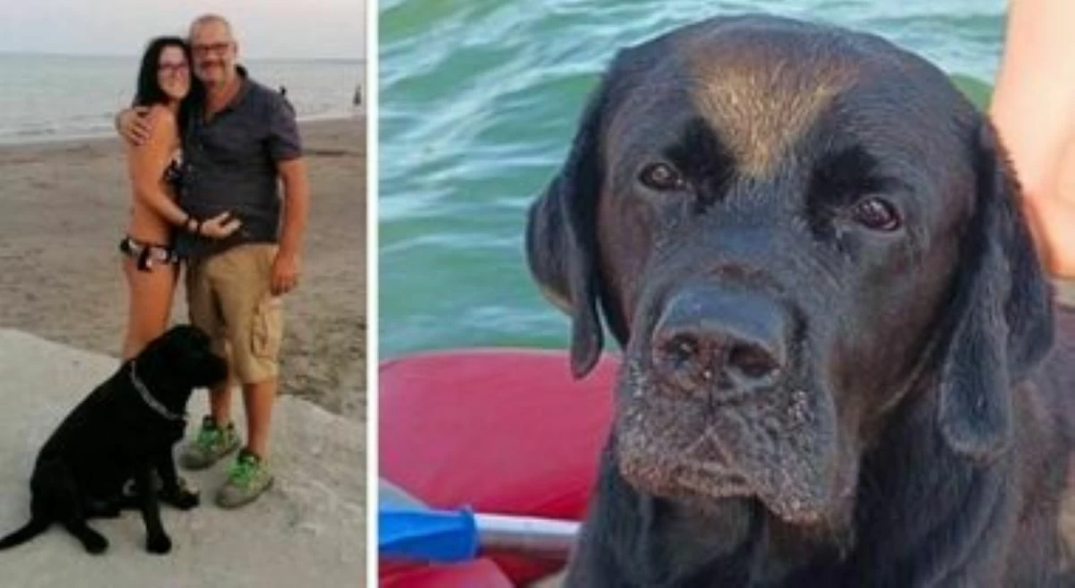 Ziggy viene trascinato dalla corrente, riesce a nuotare per 6 chilometri e a tornare dai suoi padroni