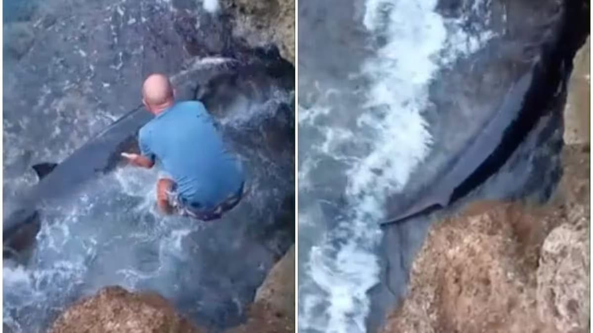 Un bagnante ha salvato un delfino incagliato sulla costa di Cozze, frazione di Mola di Bari, con l'aiuto di altri presenti.