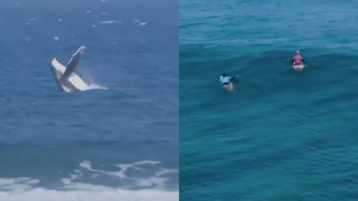 Durante la semifinale femminile di surf alle Olimpiadi di Parigi 2024, una balena emerge sorprendentemente vicino alle atlete Tatiana Weston-Webb e Brisa Hennessy a Teahupo'o.