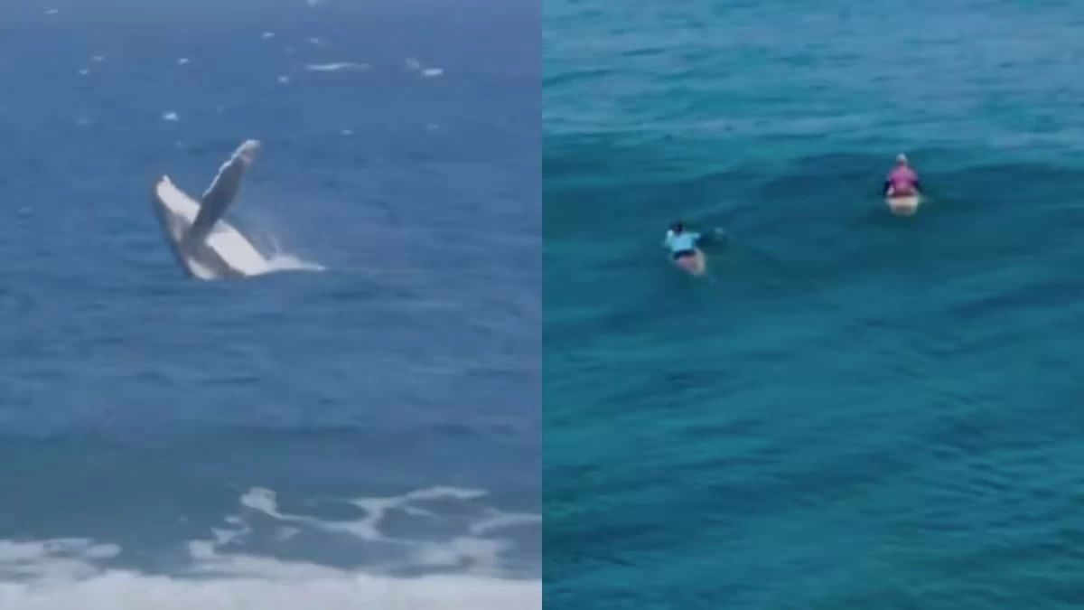 Durante la semifinale femminile di surf alle Olimpiadi di Parigi 2024, una balena emerge sorprendentemente vicino alle atlete Tatiana Weston-Webb e Brisa Hennessy a Teahupo'o.