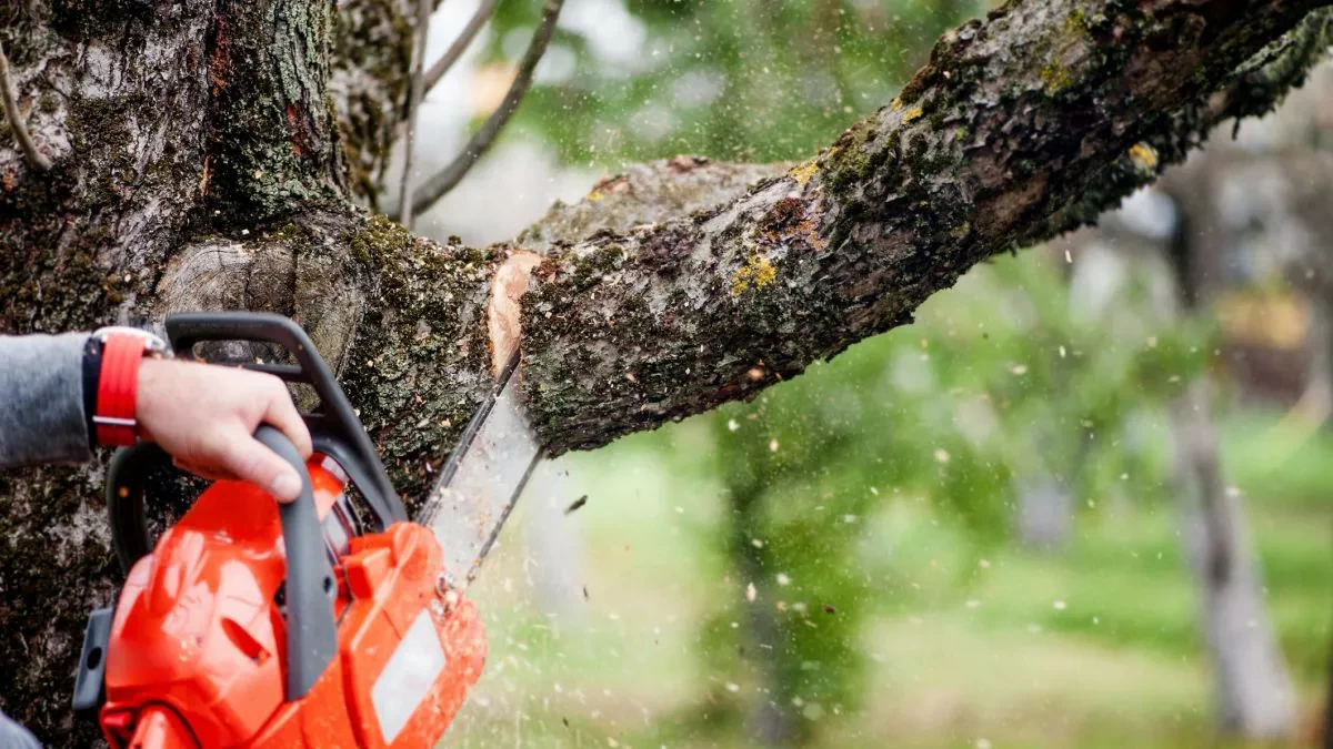 Un uomo di Carpi, in provincia di Modena, perde la vita a causa di un incidente domestico mentre utilizzava una motosega per potare le piante nel giardino di casa.