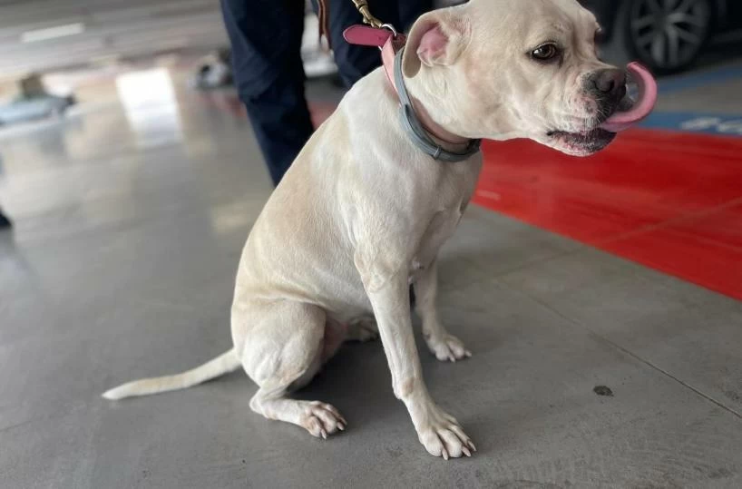 Una cagnolina, abbandonata nel parcheggio dell’aeroporto di Bari, è stata salvata e accolta temporaneamente dal personale di Aeroporti di Puglia, che le ha dato il nome Luna.