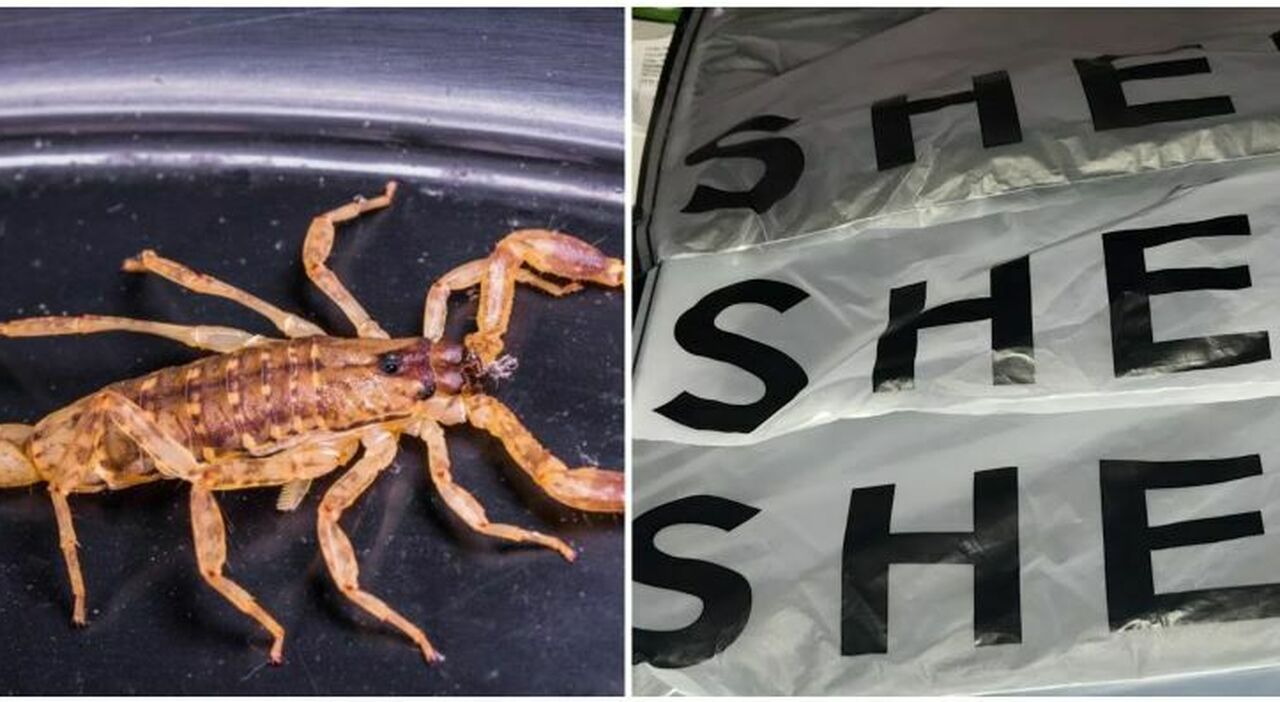 Una studentessa di Bristol ha trovato uno scorpione vivo in un pacco Shein. Il caso è diventato virale sui social, e l'azienda ha avviato un'indagine.