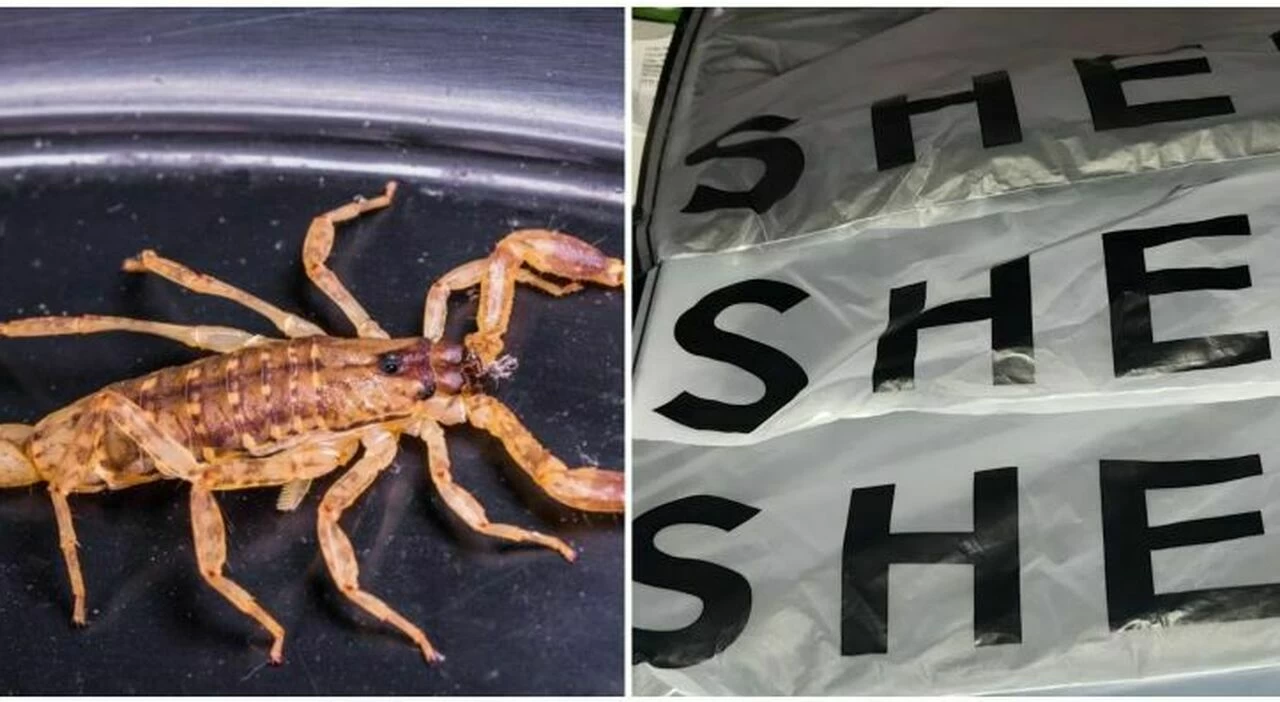 Una studentessa di Bristol ha trovato uno scorpione vivo in un pacco Shein. Il caso è diventato virale sui social, e l'azienda ha avviato un'indagine.