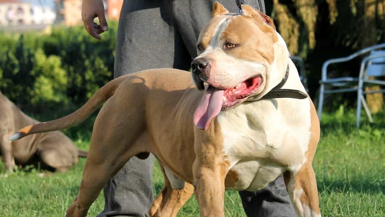 Bimba di 10 anni aggredita e uccisa dal suo cane, un America Bully XL