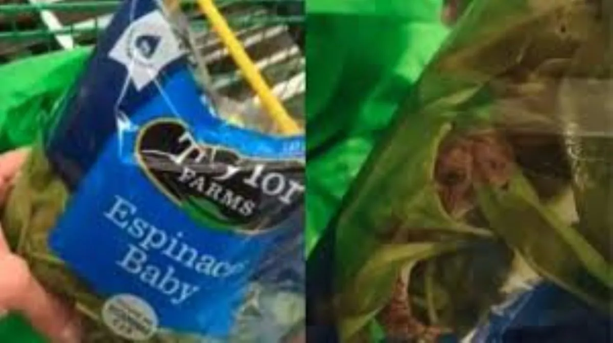 Rana viva trovata in una confezione di spinaci: il video diventa virale
