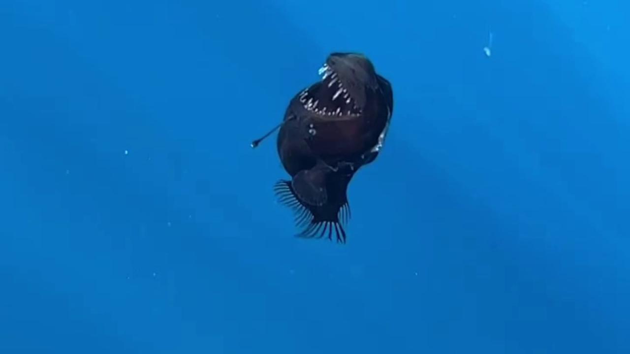 Un raro esemplare di melanoceto è stato filmato vicino alla costa di Tenerife. Il pesce abissale, noto come “diavolo nero”, vive solitamente a grandi profondità.