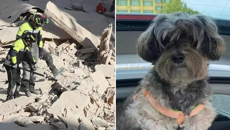 Dopo 27 ore sotto le macerie, Rosalia De Giosa è stata salvata. Ora la città è mobilitata per ritrovare Samira, il cane che l'ha vegliata fino all’ultimo.