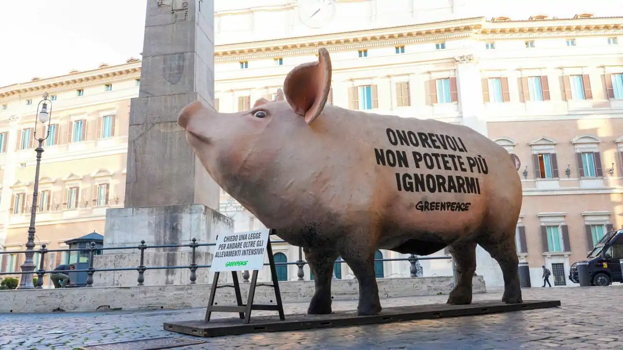 Un'enorme scultura di cartapesta raffigurante un maiale è apparsa in piazza Montecitorio per sollecitare il Parlamento a discutere la proposta di legge sulla transizione agro-ecologica.