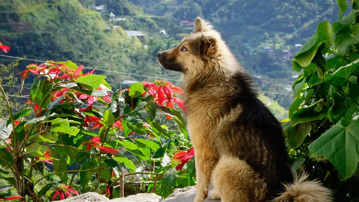 Emiliano Margheriti, 44 anni, è precipitato per diversi metri durante un’escursione sul monte Resegone. A ritrovarlo è stato un altro escursionista, attirato dal cane.