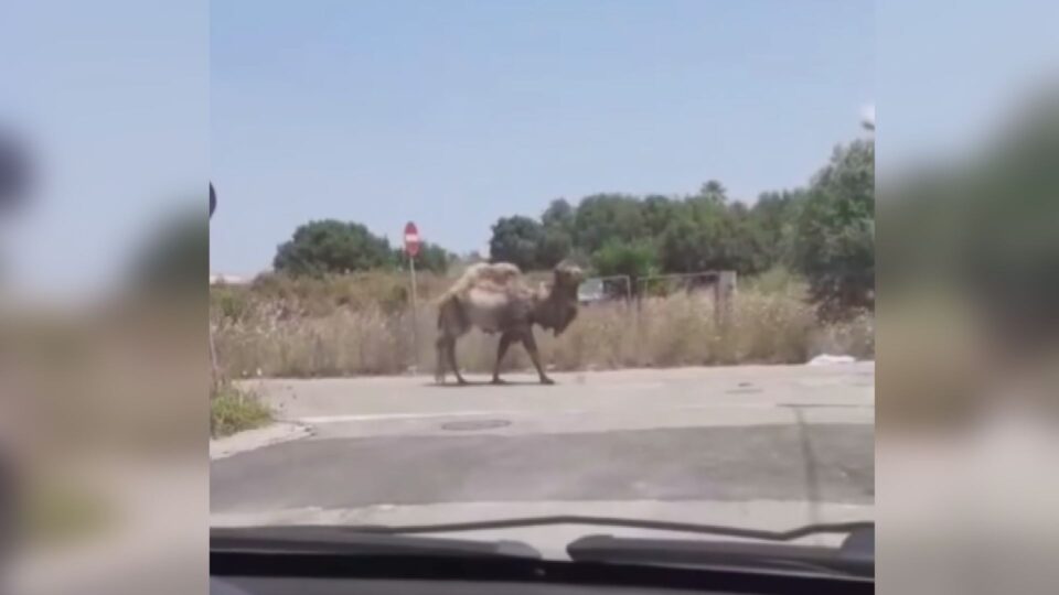 Avvistamento insolito nel Leccese: un cammello cammina tra le auto sotto gli occhi increduli degli automobilisti.