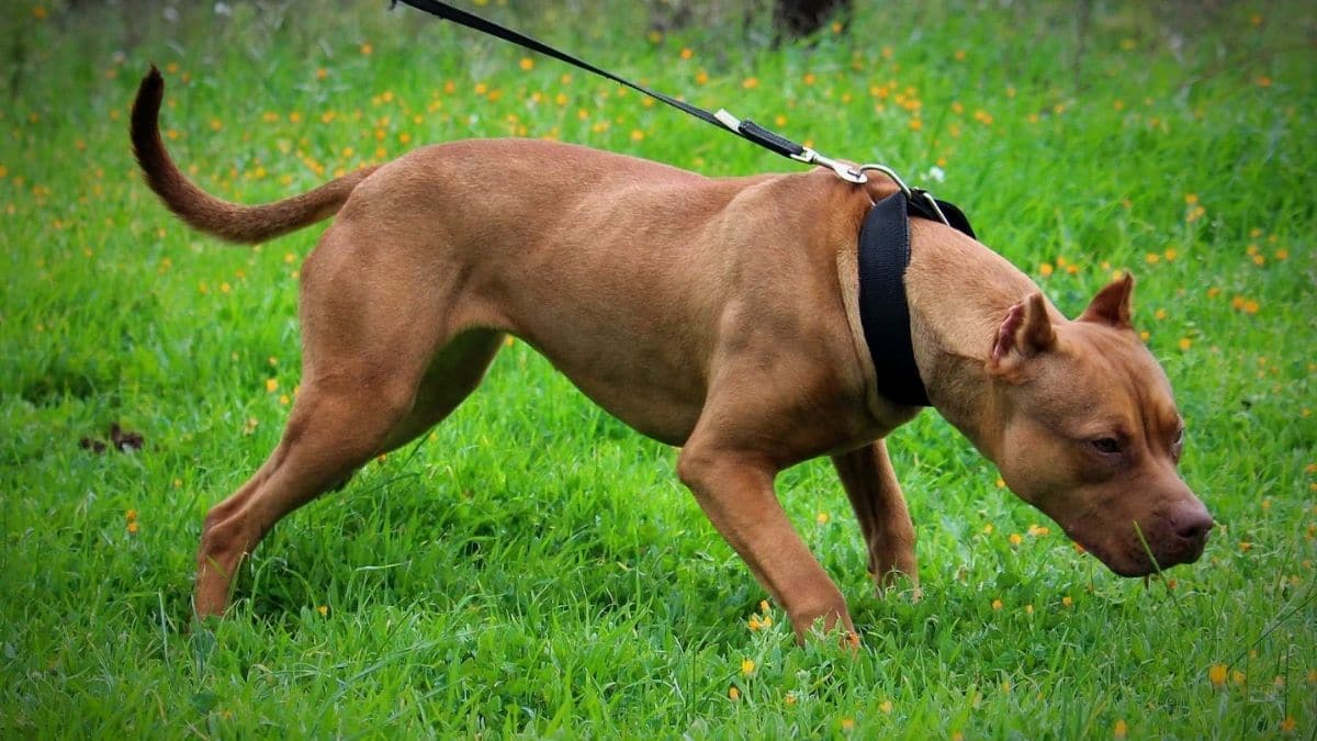 Bimba due anni morsa alla testa da un pitbull dei nonni, ricoverata al Giovanni XXIII di Bari