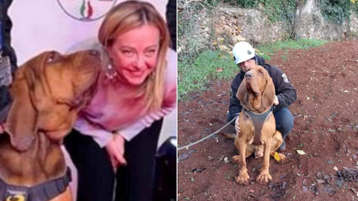 Il Bloodhound aveva salvato nove persone ed era stato premiato da Giorgia Meloni. Gli inquirenti indagano per individuare i responsabili del gesto crudele.