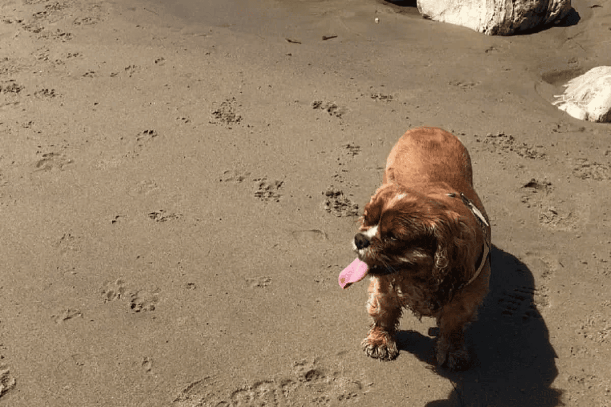 Dopo la nascita del piccolo Orlando, Veronica Ferraro piange la scomparsa della sua adorata cagnolina Amelietta, al suo fianco da una vita.