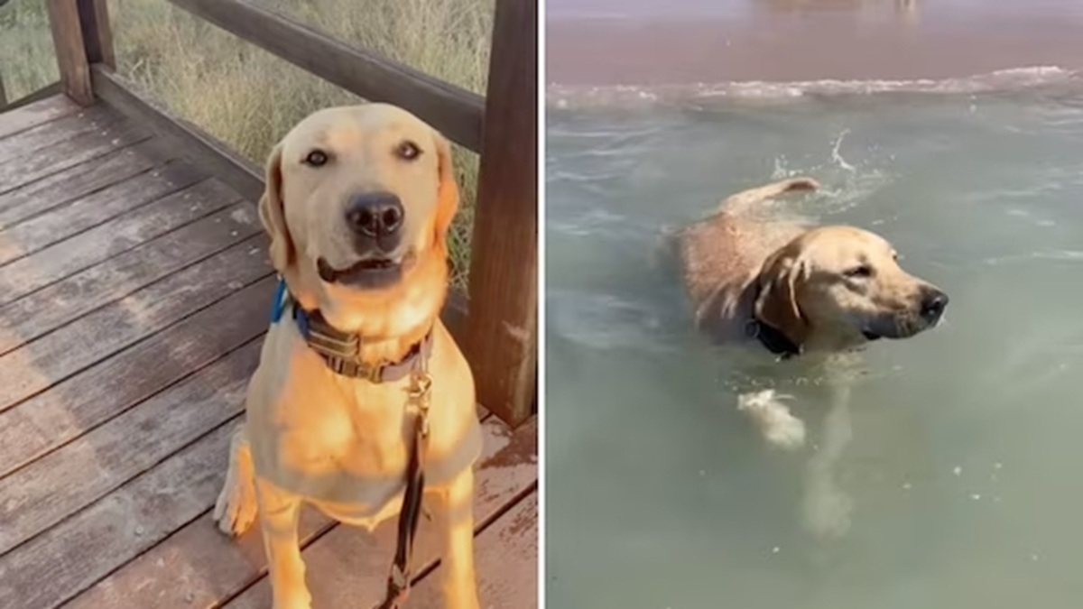 Dozer, Labrador di 7 anni, sarà soppresso a Geraldton perché ritenuto pericoloso, nonostante la famiglia assicuri che non abbia mai mostrato segni di aggressività.