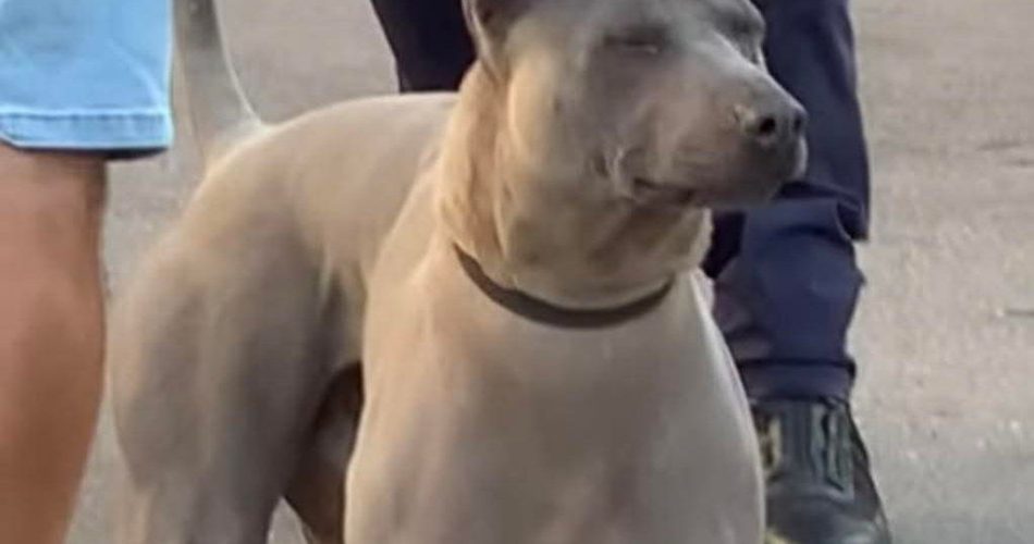 Un turista straniero sparito nel nulla a Bari, lasciando il suo cane legato a un tavolo in un bar vicino piazza Diaz: indagini in corso.